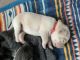 Labrador Retriever Puppies for sale in Roanoke, VA, USA. price: $1,200