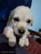 Labrador Retriever Puppies for sale in Ranipatna, Manikhamb, Gopalgoan, Odisha 756001, India. price: 12000 INR