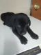 Labrador Retriever Puppies for sale in Jacksonville, NC, USA. price: NA