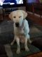 Labrador Retriever Puppies for sale in Elizabethtown, PA 17022, USA. price: NA