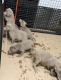 Labrador Retriever Puppies for sale in Washington, IL, USA. price: NA