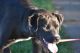 Labrador Retriever Puppies for sale in Dixon, CA 95620, USA. price: $75