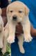 Labrador Retriever Puppies for sale in Sector 5, Gurugram, Haryana, India. price: 14000 INR