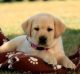 Labrador Retriever Puppies for sale in Warren, PA 16365, USA. price: NA
