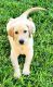 Labrador Retriever Puppies for sale in Houston, TX 77077, USA. price: NA