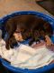 Labrador Retriever Puppies for sale in Leland, NC, USA. price: NA