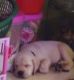 Labrador Retriever Puppies for sale in Gali Number 3, U Block, DLF Phase 3, Sector 24, Gurugram, Haryana 122022, India. price: 14000 INR