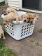 Labrador Retriever Puppies for sale in Eau Claire, WI, USA. price: NA