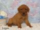 Labrador Retriever Puppies for sale in Minneapolis, MN 55439, USA. price: NA