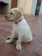 Labrador Retriever Puppies for sale in Velachery, Chennai, Tamil Nadu, India. price: 17000 INR