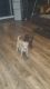 Labrador Retriever Puppies for sale in Necedah, WI 54646, USA. price: $800