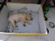 Labrador Retriever Puppies for sale in Patia College Rd, Patia, Bhubaneswar, Odisha 751017, India. price: 30000 INR