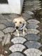 Labrador Retriever Puppies for sale in St. John Pattom E Rd, Jubilee Nagar, Veli, Kochi, Kerala 682001, India. price: 15000 INR