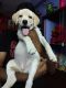 Labrador Retriever Puppies for sale in Minor Trustpuram, Choolaimedu, Chennai, Tamil Nadu, India. price: 7000 INR