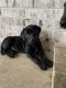 Labrador Retriever Puppies for sale in Aubrey, TX, USA. price: $400