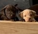 Labrador Retriever Puppies for sale in La Fayette, AL 36862, USA. price: NA