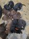 Labrador Retriever Puppies for sale in Trempealeau County, WI, USA. price: NA