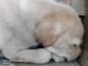 Labrador Retriever Puppies for sale in Bommasandra, Karnataka, India. price: 9000 INR