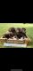 Labrador Retriever Puppies for sale in Black River Falls, WI 54615, USA. price: NA