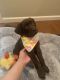 Labrador Retriever Puppies for sale in Chowchilla, CA 93610, USA. price: $2