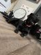 Labrador Retriever Puppies for sale in Redford Charter Twp, MI 48240, USA. price: NA