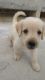 Labrador Retriever Puppies for sale in Jagdalpur, Chhattisgarh 494001, India. price: 9500 INR