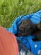 Labrador Retriever Puppies for sale in Walla Walla, WA 99362, USA. price: $1,000