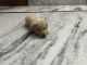 Labrador Retriever Puppies for sale in 2545, Sector 66, Sahibzada Ajit Singh Nagar, Punjab 160062, India. price: 10000 INR