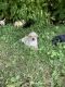 Labrador Retriever Puppies for sale in Hebron, MD 21830, USA. price: $900