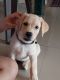 Labrador Retriever Puppies for sale in Badlapur, Maharashtra, India. price: 20000 INR
