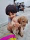 Labrador Retriever Puppies for sale in J P Colony, Tonk Phatak, Jaipur, Rajasthan 302007, India. price: 20000 INR