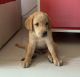 Labrador Retriever Puppies for sale in Kandivali, Kandivali West, Mumbai, Maharashtra, India. price: 18000 INR