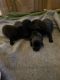 Labrador Retriever Puppies for sale in 3310 Dobbin Stream Ln, Houston, TX 77084, USA. price: NA