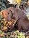 Labrador Retriever Puppies for sale in Greenup, IL 62428, USA. price: NA