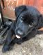 Labrador Retriever Puppies for sale in Milwaukie, OR, USA. price: NA