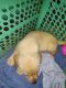 Labrador Retriever Puppies for sale in Jyothi Colony, Karkhana, Secunderabad, Telangana 500015, India. price: 12 INR