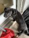 Labrador Retriever Puppies for sale in Edgewood, MD, USA. price: NA