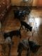 Labrador Retriever Puppies for sale in Ellabell, GA 31308, USA. price: NA