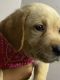 Labrador Retriever Puppies for sale in Alexandria, VA, USA. price: NA