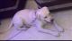 Labrador Retriever Puppies for sale in Feroze Shah Kotla, Vikram Nagar, New Delhi, Delhi 110002, India. price: NA