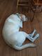 Labrador Retriever Puppies for sale in Stout, IA, USA. price: NA