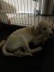 Labrador Retriever Puppies for sale in Pocatello, ID, USA. price: NA