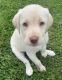 Labrador Retriever Puppies for sale in Byron Center, MI 49315, USA. price: NA