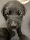 Labrador Retriever Puppies for sale in Denham Springs, LA, USA. price: NA