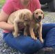 Labrador Retriever Puppies for sale in Borger, TX 79007, USA. price: NA