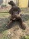 Labrador Retriever Puppies for sale in Baltimore, MD, USA. price: $1,300
