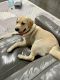 Labrador Retriever Puppies for sale in Plainfield, IL, USA. price: NA