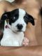 Labrador Retriever Puppies for sale in North Miami Beach, FL 33181, USA. price: NA