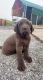 Labrador Retriever Puppies for sale in Basehor, KS 66007, USA. price: $600