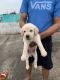 Labrador Retriever Puppies for sale in Itarsi, Madhya Pradesh, India. price: 20000 INR
